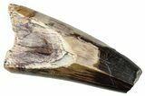 Dinosaur-Eating Crocodile (Sarcosuchus) Tooth - Niger #282097-1